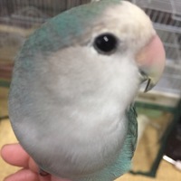 ずんだ