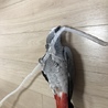 ゴン太のくちばし