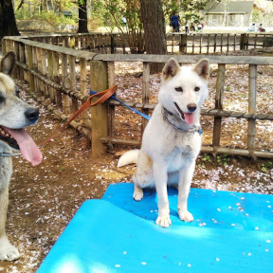 バニラのカバー写真