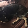 北海道犬 2歳 健康な男の子 一度締めます  サムネイル3