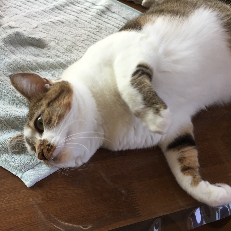 ランのカバー写真