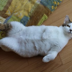 ４/１５神奈川県動物保護センター譲渡会 サムネイル2