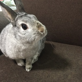 ネザーランドドワーフのはなちゃん