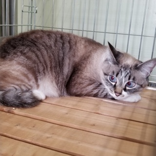 里親様決定❤  ありがとうございました