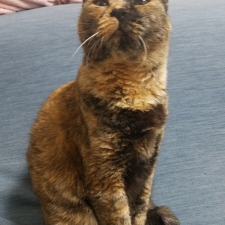 サビ猫　7才　避妊済