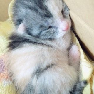 生後１週間メス