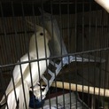 再投稿 白いオカメインコ