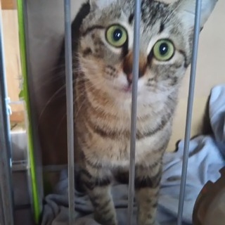 人なつっこいしっぽの短い子