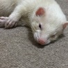 ルル