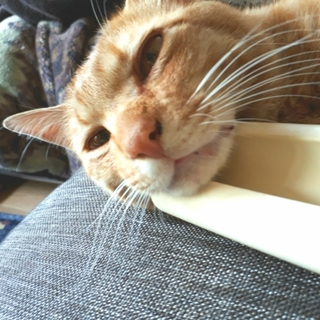 甘えん坊のカノン君