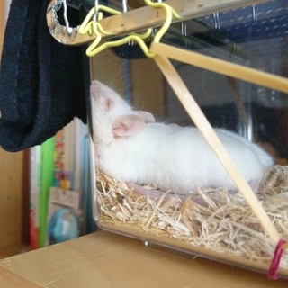 ハツカネズミ ベビーもいます