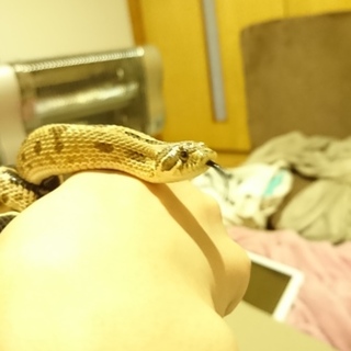 セイブシシバナヘビ 拒食中