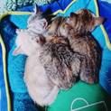 捨て猫保護  お願いします