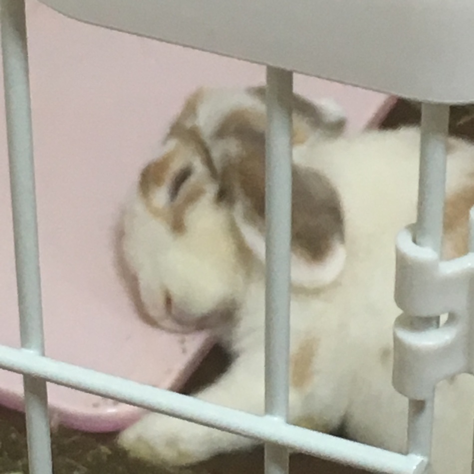 くぅのカバー写真