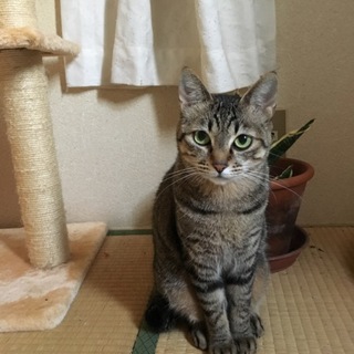 シャイで可愛いキジ猫ちゃん☆