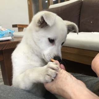 頼もしい息子！！