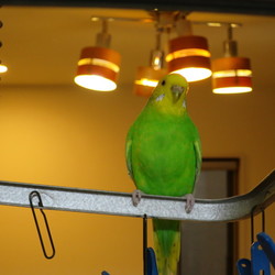 大きいブランコ♪