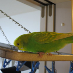 「大きいブランコ♪」サムネイル2