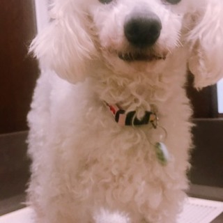 お利口で優しいペンタ君を幸せにして下さる方