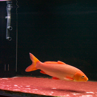 錦鯉　オレンジ系　赤松葉　40ｃｍ～45ｃｍ