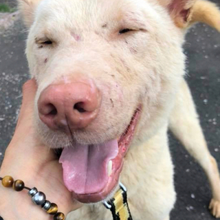 里親様決定しました✨✨ありがとうございました