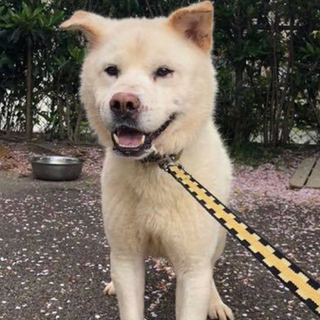 里親決定しました！ありがとうございました✨✨