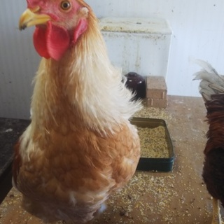 ボリスブラウン　薄金