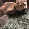 Maiまい