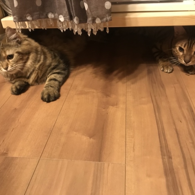 Maiまいのカバー写真