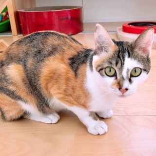 天使のような小町ちゃん❤️