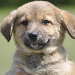 仔猫・仔犬ふれあい教室&譲渡会&相談室のお知らせ
