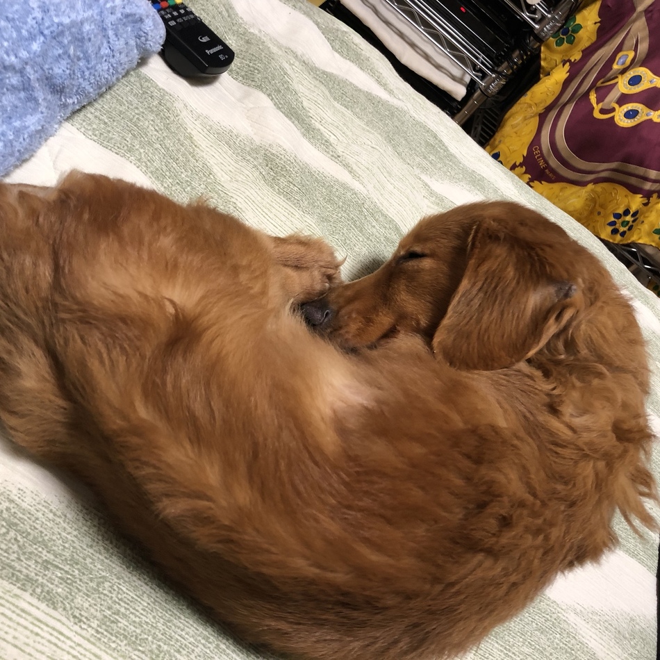ちょこのカバー写真