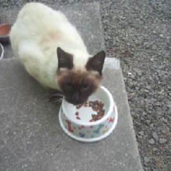 無敵のちゅ～る？