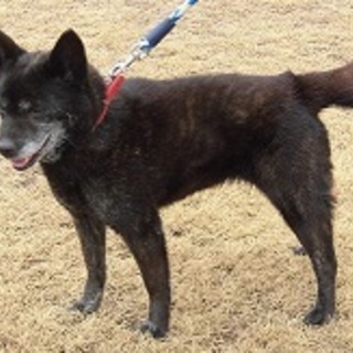 陽気な優しい甲斐犬MIX