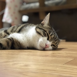 iPhonePLUSがあれば、より可愛く撮れる