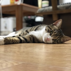 「iPhonePLUSがあれば、より可愛く撮れる」サムネイル2