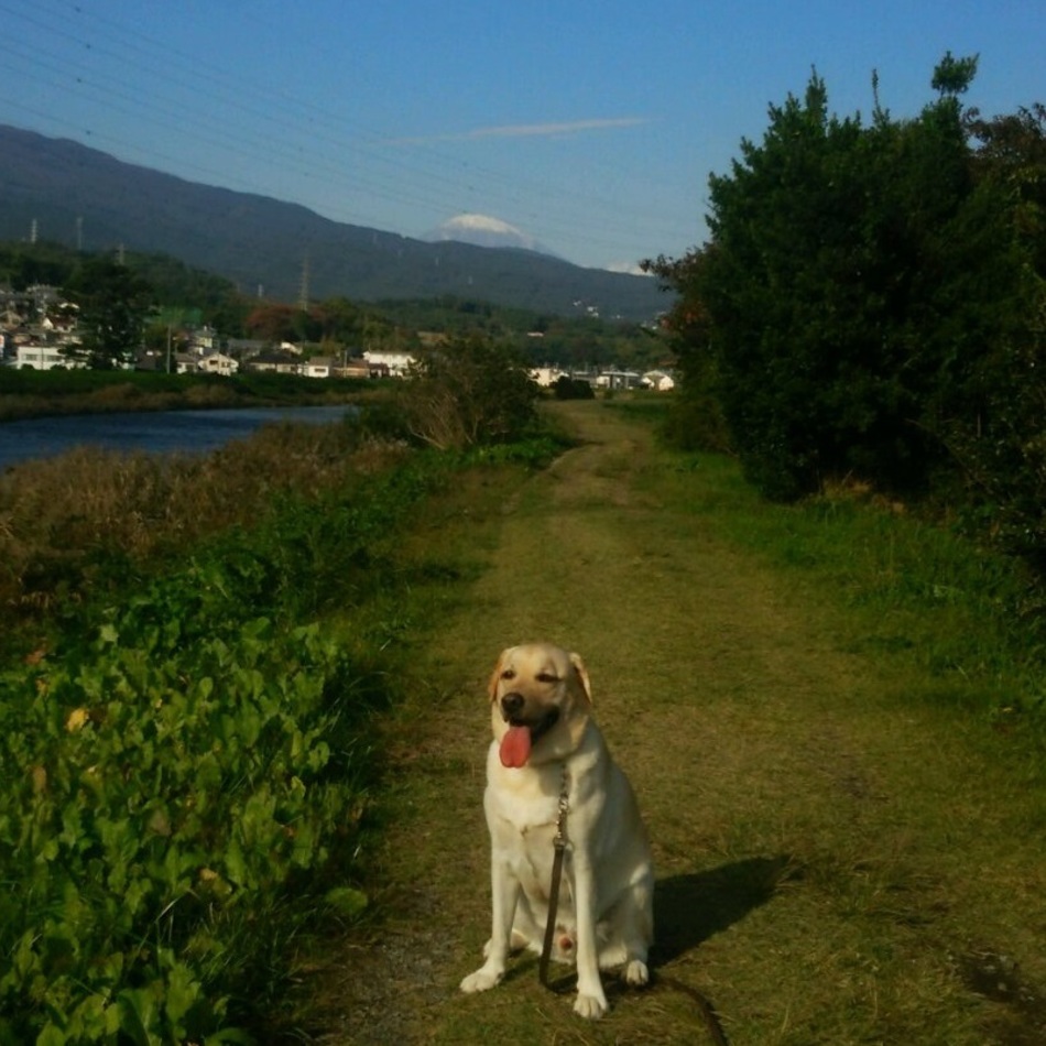 きぃすけのカバー写真