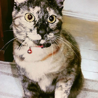 とても性格の良い女の子のサビ柄・アムちゃんです