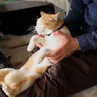 大人しくスリスリ。メス猫のチャ～ちゃん＾＾/