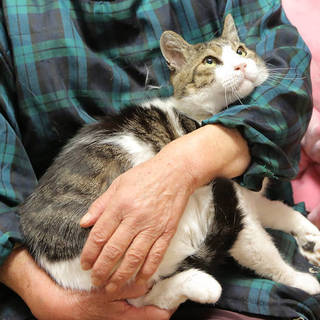 大きくて物静かな子。ゴマちゃん里親さん簿集中～！