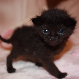 赤ちゃん黒猫きくまつ君離乳中