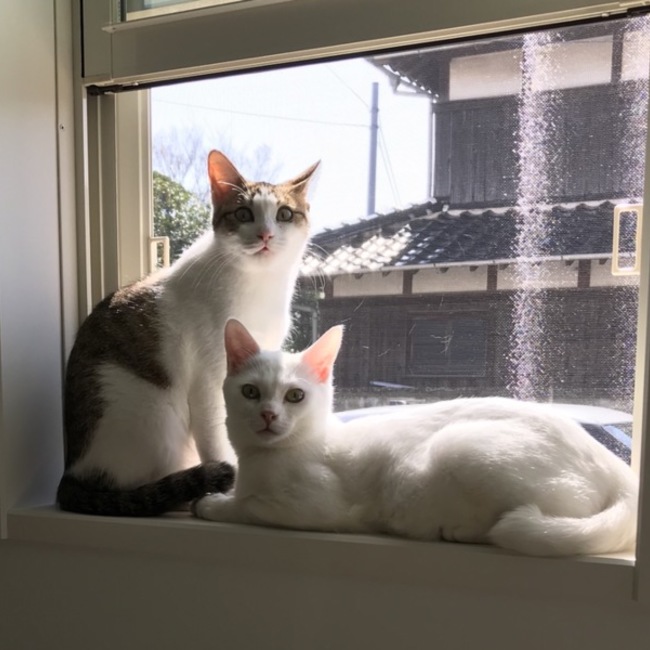 まるまりままのカバー写真