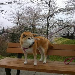 ２年目のお花見(о´∀`о)