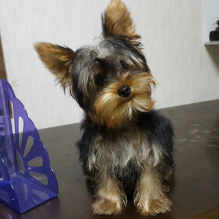 ヨーキ男の子　4か月