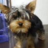 ヨーキ男の子　4か月 サムネイル3