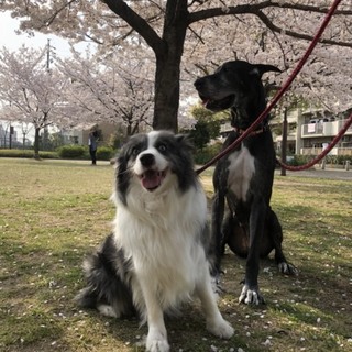 優しいボーダーコリーの女の子