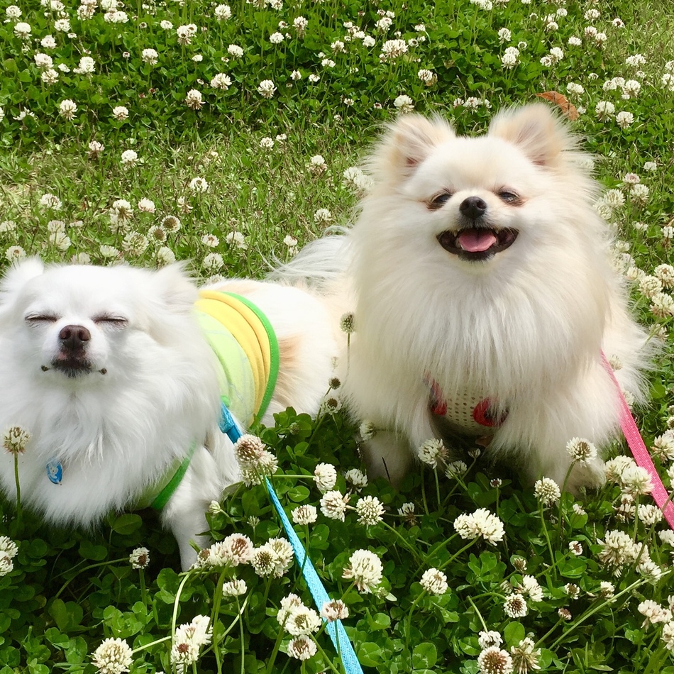 モユのカバー写真