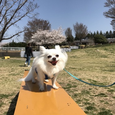 ドッグランにて