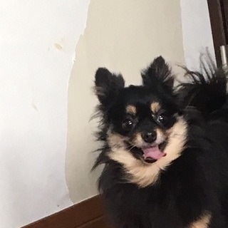 決定☆『むう』くるくる回り、甘えてくる子