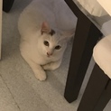 迷い込んで来た子猫。すごく人懐こくて可愛いです！